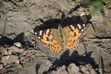 butterfly close up on the grass.