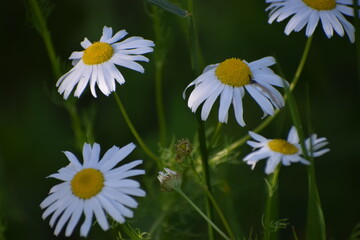 a closeup shot of beautiful white flowers