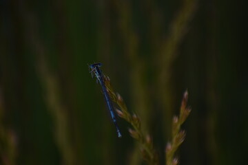 a dragonfly in nature. ...