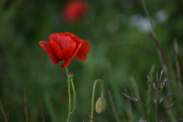 red poppies in the garden.