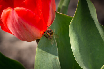 Bee and poppy and tulip flower. Nice bokeh effect of early morning golden hour. Meditation of...