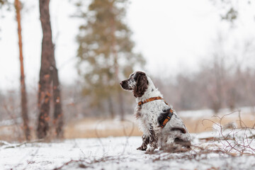 English Springer Spaniel dog in the park. The dog stands beautifully	
