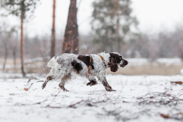 English Springer Spaniel dog in the park. The dog stands beautifully	
