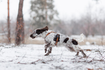 English Springer Spaniel dog in the park. The dog stands beautifully	
