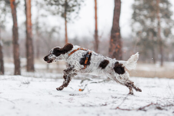 English Springer Spaniel dog in the park. The dog stands beautifully	

