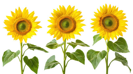 sunflowers isolated on white background