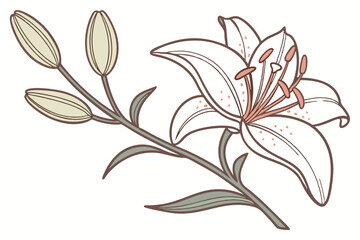 Elegant white lily blooms near pale buds on a stylized floral stem drawing