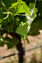 Grape buds growing in the vineyard