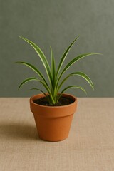 Obraz premium A charming spider plant in a clay pot, bringing a touch of nature indoors