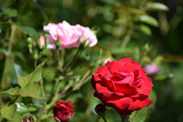 beautiful pink flowers in the garden
