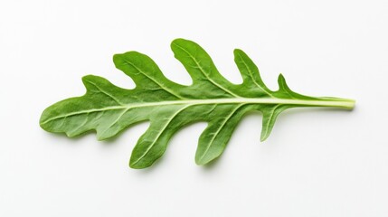 Fototapeta premium Fresh arugula leaf