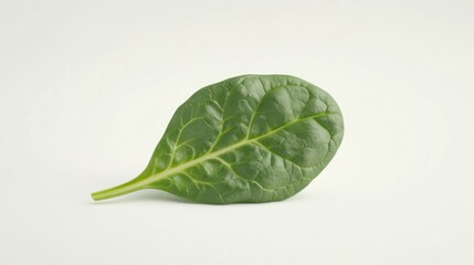 Fototapeta premium Single spinach leaf against plain background