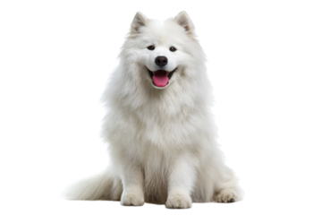 Purebred American Eskimo Dog Sitting Isolated on Transparent Background With Happy Expression