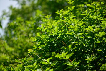 Amur Barberry Leaves and Fruit Close-up

