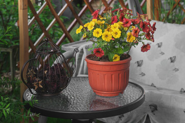 Pethoa is a vegetative petunia. A hybrid plant obtained by crossing petunia and calibrachoa. Hanging pot with yellow and terracotta Caramel Yellow flowers