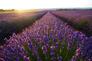 Purple lavender field at sunset, a picturesque view of summer in bloom.