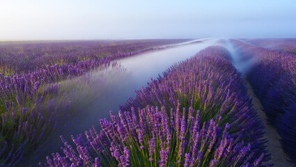 Obraz premium An aerial view reveals a stunning lavender field blooming under the morning sky, covered in mist.