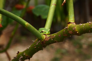 green tree frog on the branch 