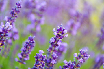 Purple lavender bloom in nature. Composition of nature. Summer blooming flower. Blooming flower field. Field of lavender. Lavender flower in summer. France Provence field. Lavender oil