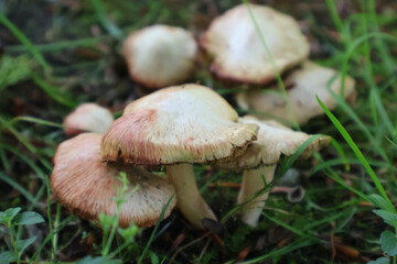 Natural wild mushrooms growing in outdoor environment surrounded by grass and soil. Showcases biodiversity and nature's beauty with their earthy texture and varied tones amidst forest floor ambiance