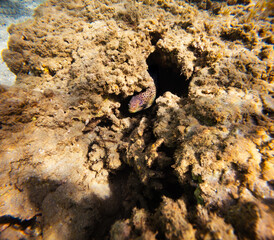 A moray eel hiding among coral, an authentic look at life below the surface. Great for educational and science projects.