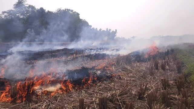 Stubble Burning in India( Parali burning), also known as stubble or straw burning, It significantly contributes to air pollution, releasing harmful gases and particulate matter into the atmosphere.