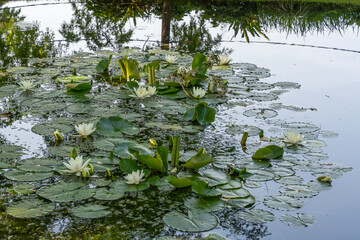 White water lilies float on a tranquil pond, surrounded by large lily pads. The water reflects trees and light.