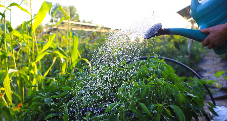 Watering plants in the garden. Many drops of water fall on the garden bed. Soil irrigation. Water...