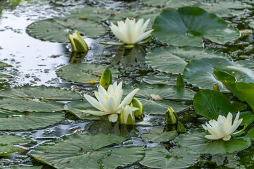 Detailed shot of several white water lilies on calm water. The flowers contrast with the dark,...