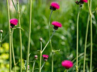Cirsium rivulare Atropurpureum bloom in garden