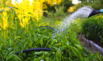 Watering plants in the garden. Many drops of water fall on the garden bed. Soil irrigation. Water sprinkler. Farmer waters the garden with a watering can.