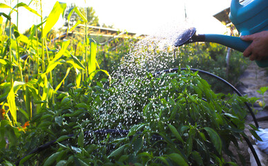 Watering plants in the garden. Many drops of water fall on the garden bed. Soil irrigation. Water sprinkler. Farmer waters the garden with a watering can.