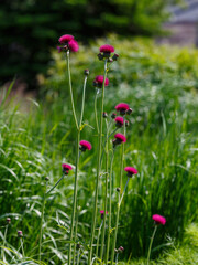 Cirsium rivulare Atropurpureum bloom in garden