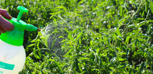 Watering plants in the garden. Many drops of water fall on the garden bed. Soil irrigation. Water sprinkler. Farmer waters the garden with a watering can.