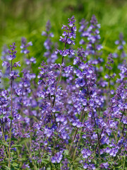 Catnip ( Latin- Nepeta faasenii ) is a genus of herbaceous plants of the Lamiaceae family