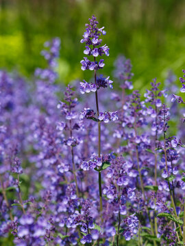 Catmint ( Latin- Nepeta ) is a genus of herbaceous plants of the Lamiaceae family