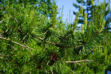 Fototapeta premium Close-up view of a pine tree branch with cones and needles, bathed in sunlight.