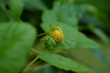 Rambusan fruit grows wild and is widespread in the forest. It has many health benefits