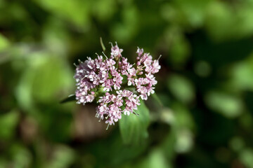 Mountain valerian, Valeriana montana