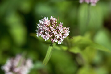 Mountain valerian, Valeriana montana