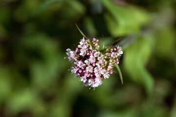 Mountain valerian, Valeriana montana