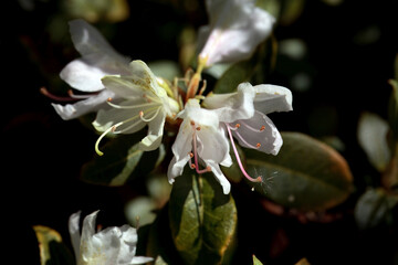 Blossoms of Rhododendron lutescens
