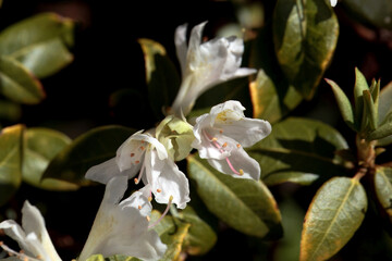 Blossoms of Rhododendron lutescens
