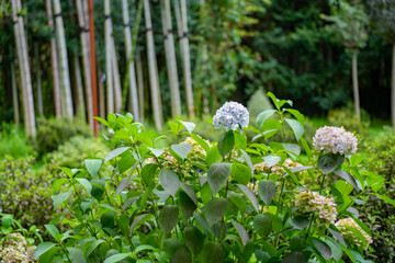 Blue hydrangea blooms in Shekvetili Dendrological Park