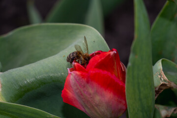 Bee and poppy and tulip flower. Nice bokeh effect of early morning golden hour. Meditation of...