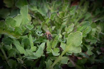 Bee and poppy and tulip flower. Nice bokeh effect of early morning golden hour. Meditation of...