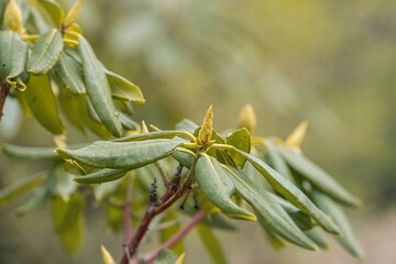 Close-up view of a leafy branch, varying leaves in growth stages, green and yellow palette, intricate patterns, natural lighting, blurred forest backdrop