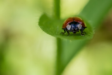 A macro photography with red ladybug on plant, Coccinella Septempunctata