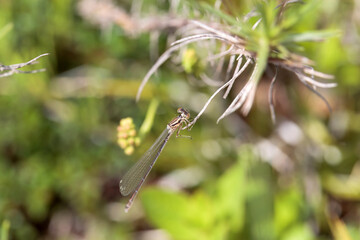 Female goblet marked damselfly, Erythromma lindenii