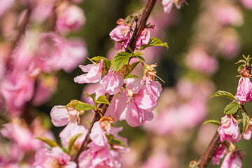 Close-up of pink cherry blossoms, symmetrical petal arrangement, green leaves, outdoor setting, natural light, daytime, shallow depth of field, nature focus